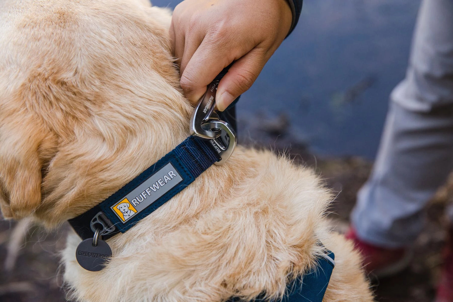 Dog Collars